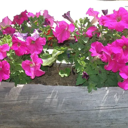 Leshtenski Perli Leshten